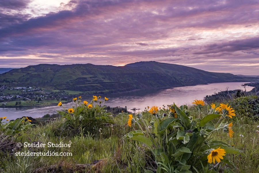 Steider Studios.Sunrise.Rowena.4.23.17.jpg