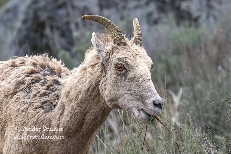 Steider Studios.Bighorn Sheep.5.17.19-14.jpg