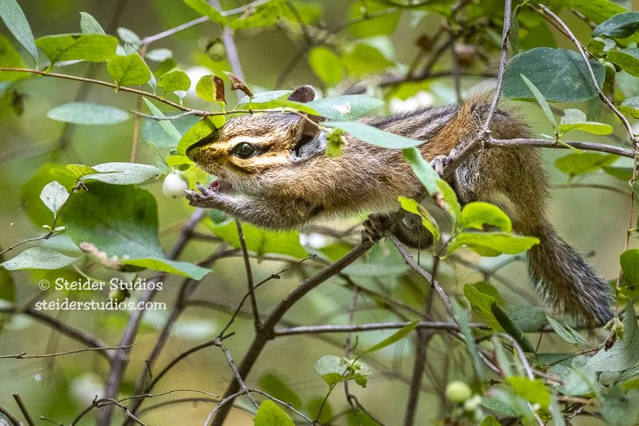 Steider Studios.Chipmunk.Beacon.8.20.19-9.jpg