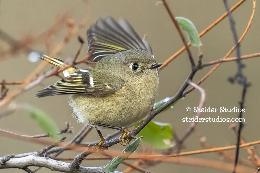 Steider Studios.Ruby-crowned Kinglet.12.21.20-3.jpg