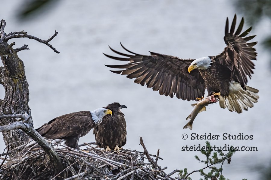 Steider Studios.Eagle Family.6.29.17.jpg