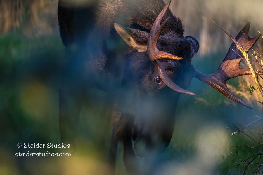 Steider Studios.Moose vs Shrub.9.20.22.jpg
