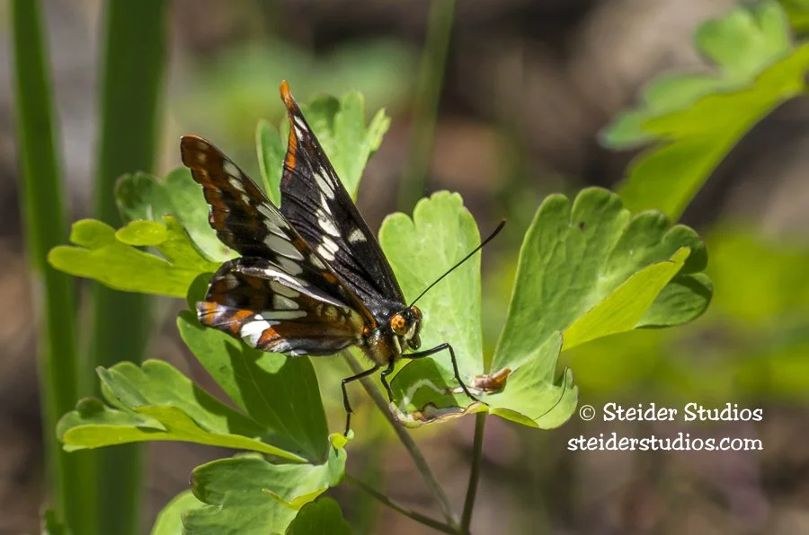 Steider Studios.Lorquin's Admiral.6.29.13.jpg