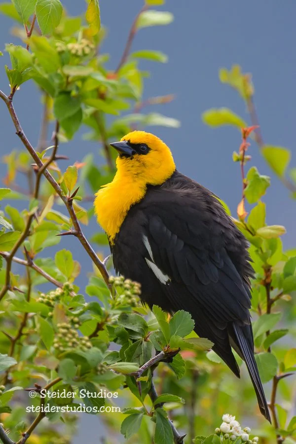 Steider Studios.Yellow-headed Blackbird.5.24.23-6.jpg