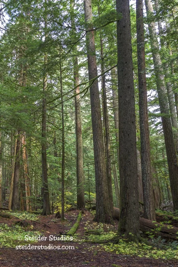 Steider Studios.Lost Creek Trail.10.22.25-2.jpg