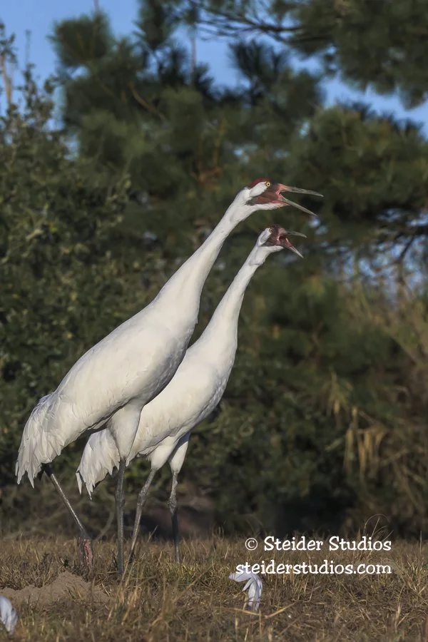 Steider Studios.Whooping Crane ready for Take Off.1.28.26.jpg