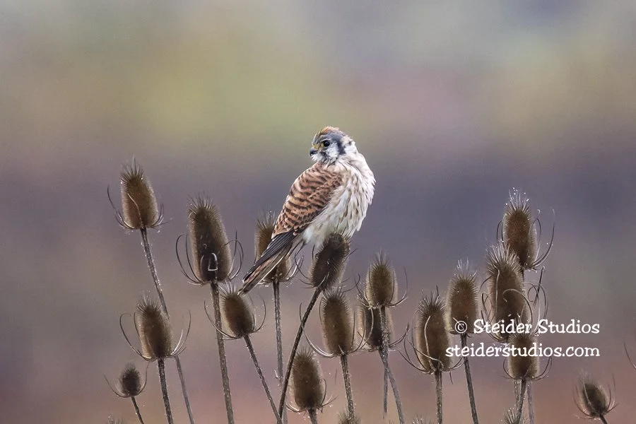 Steider Studios.American Kestrel on Thistle.10.30.18.jpg