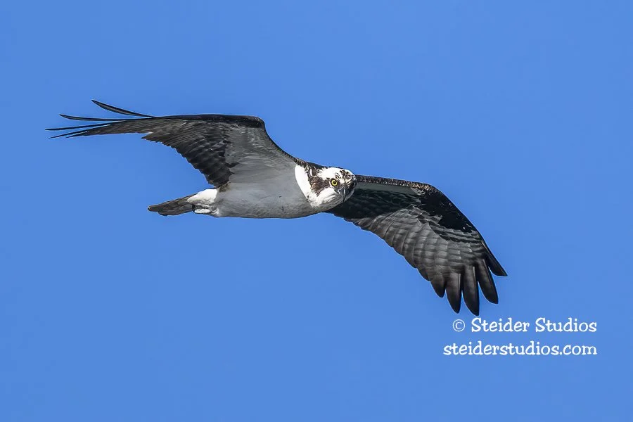 Steider Studios.Osprey.Rowland.6.22.22-3.jpg
