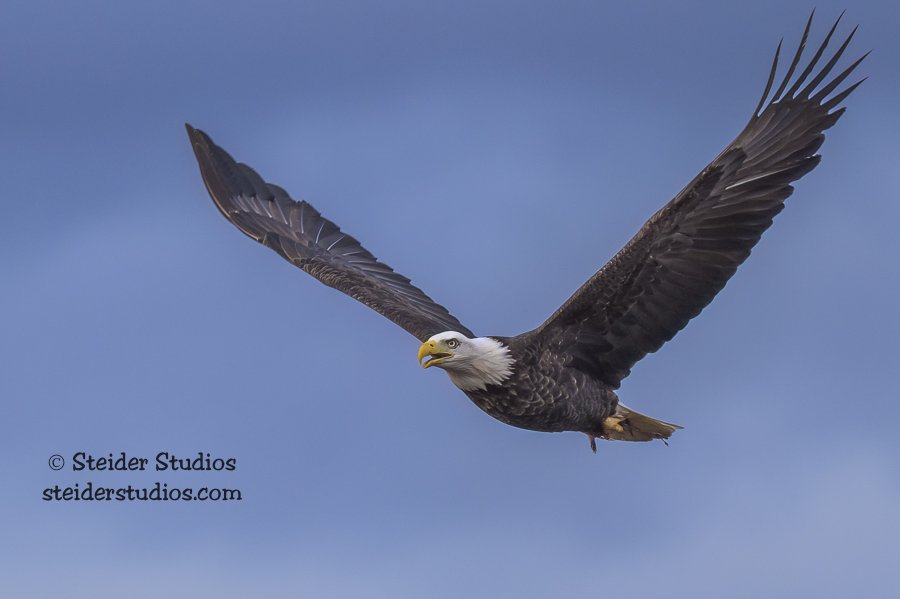 Steider Studios.Bald Eagle.2.25.26-6-10.jpg