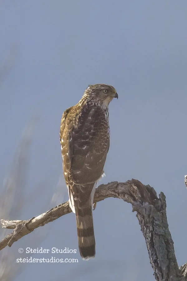 Steider Studios.Sharp-shinned Hawk.1.28.24.jpg