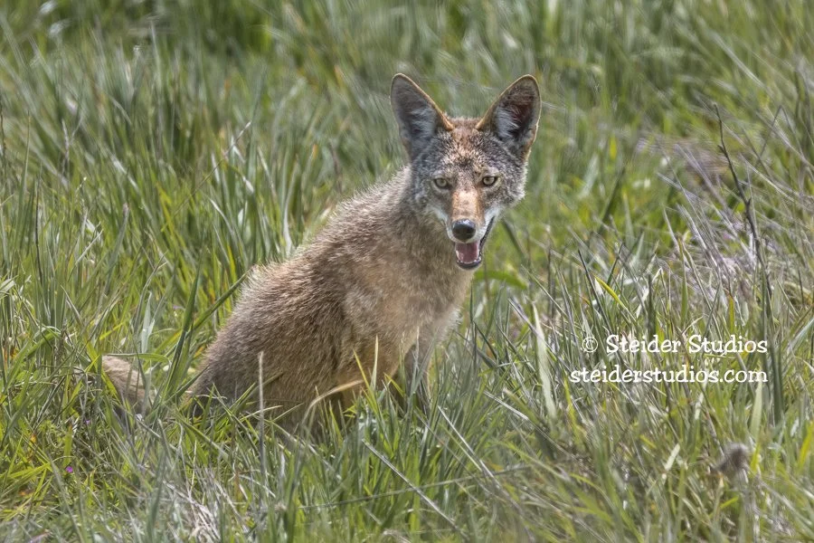 Steider Studios.Coyote.Pt Reyes.5.18.18.jpg