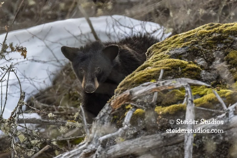 Steider Studios.3 Bear.3.26.19.jpg