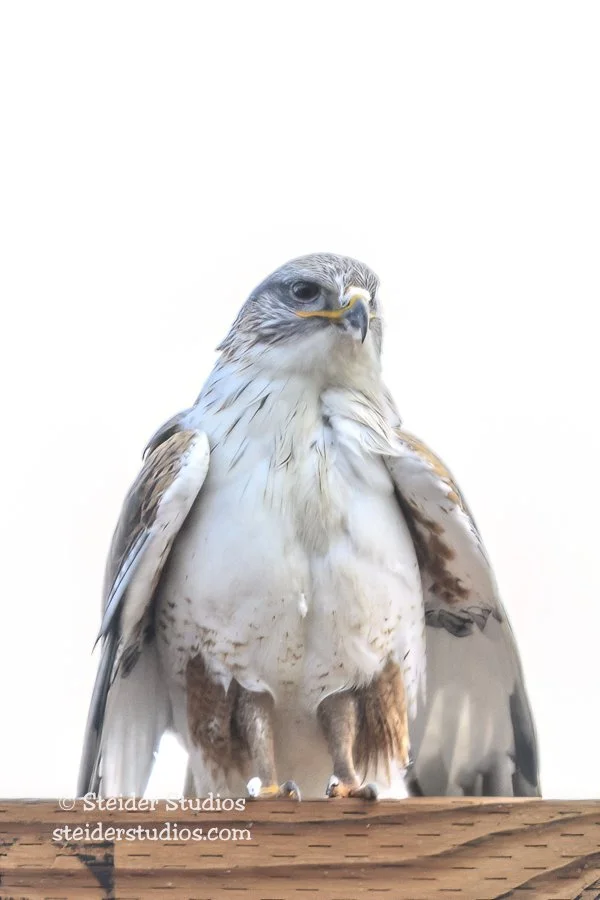 Steider Studios.Raptor Day.2.18.17-2.jpg