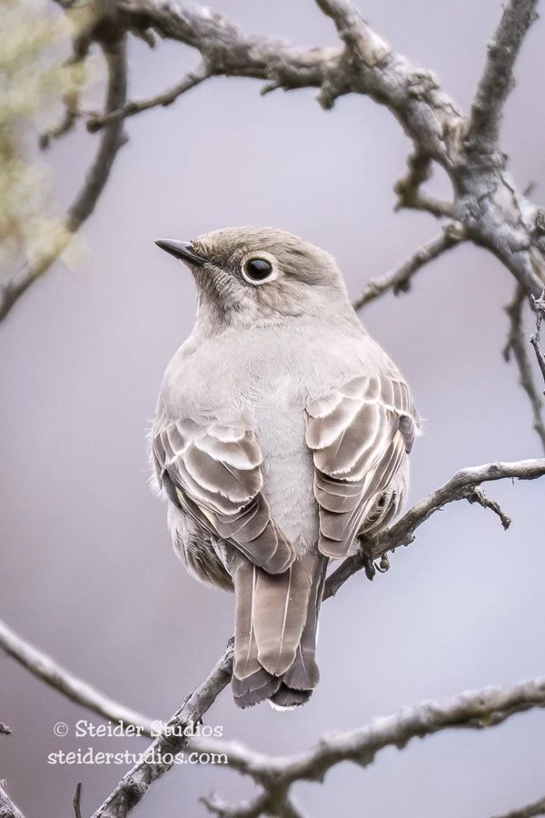Steider Studios.Willow Townsend's Solitaire.2.1.15.jpg