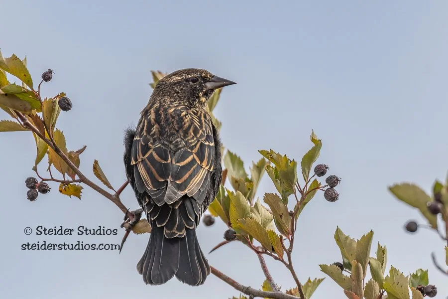 Steider Studios.Red-winged.Conboy.9.15.18.jpg
