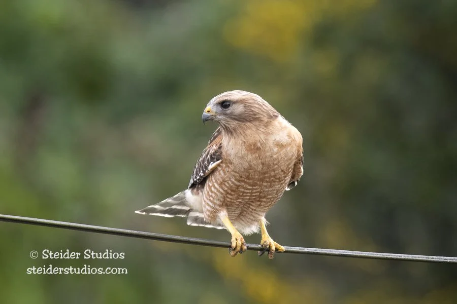 Steider Studios.RSHA.CA.5.17.18-3.jpg