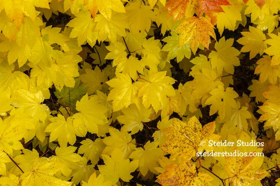 Steider Studios.Fall Leaves.10.6.18.jpg