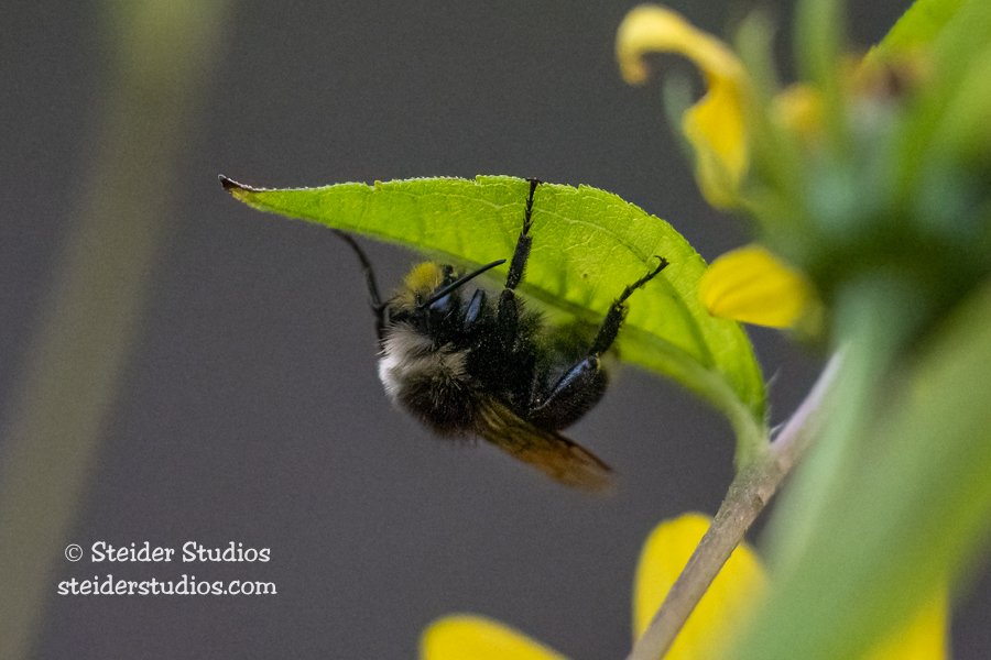 Steider Studios.Bumblebee.10.5.22.jpg