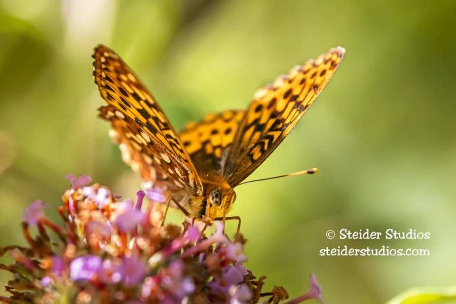 Steider Studios.Butterfly.8.4.20.jpg