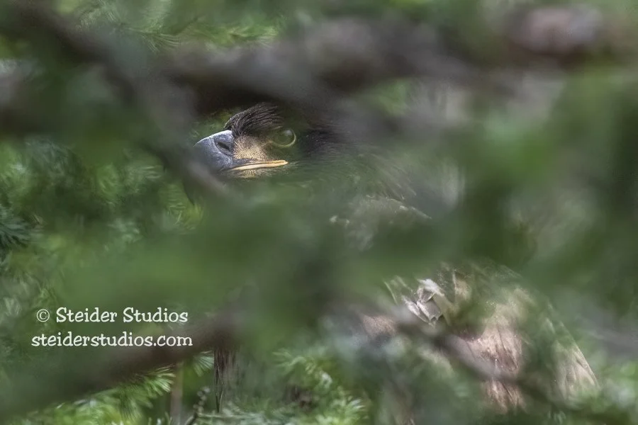 Steider Studios.BAEA.FishHatch.12.19.20.jpg