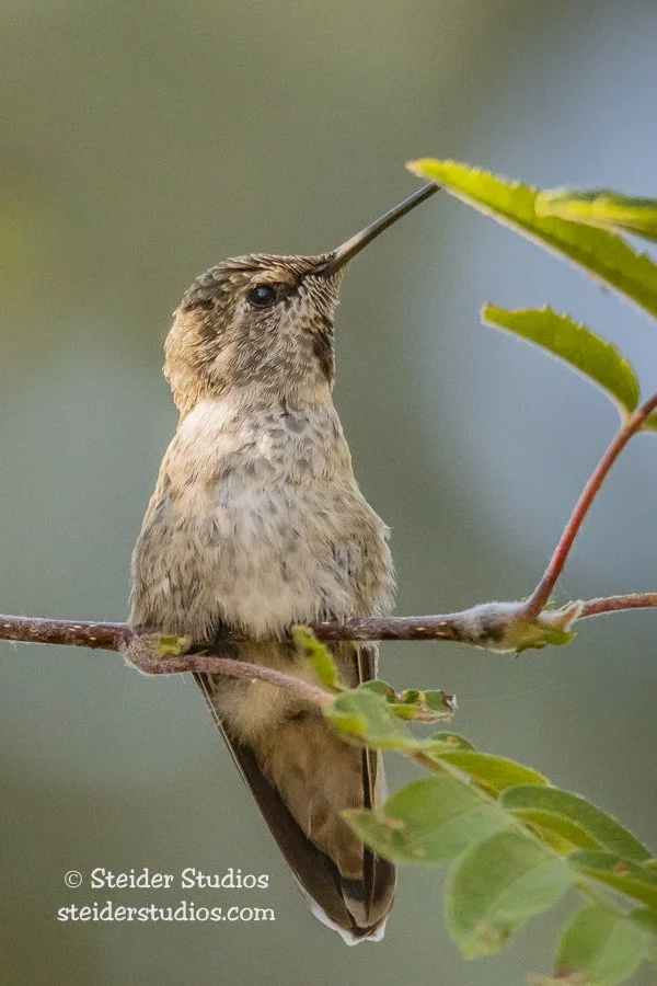 Steider Studios.Ana's Hummingbird.7.22.18-4.jpg