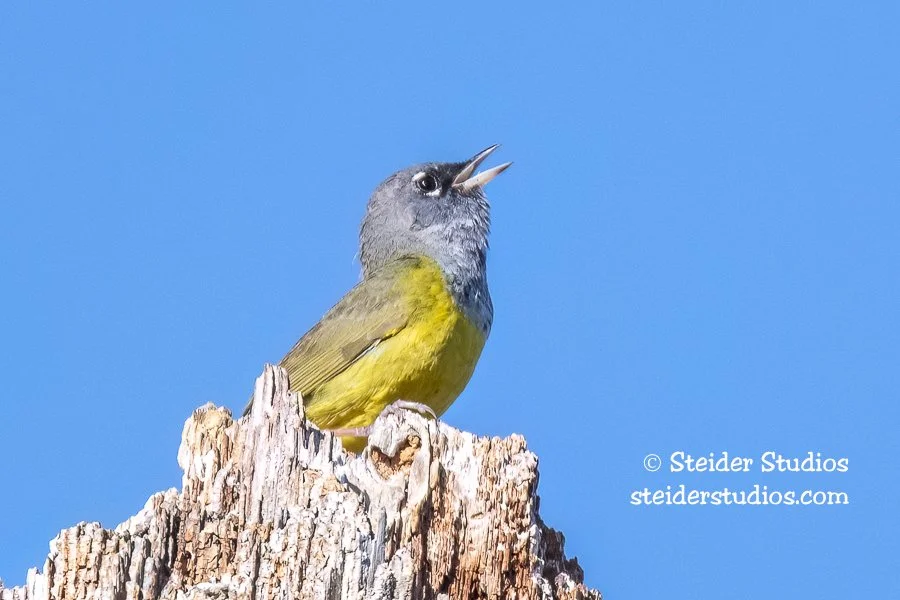 Steider Studios.MacGillivray's Warbler.6.3.18.jpg