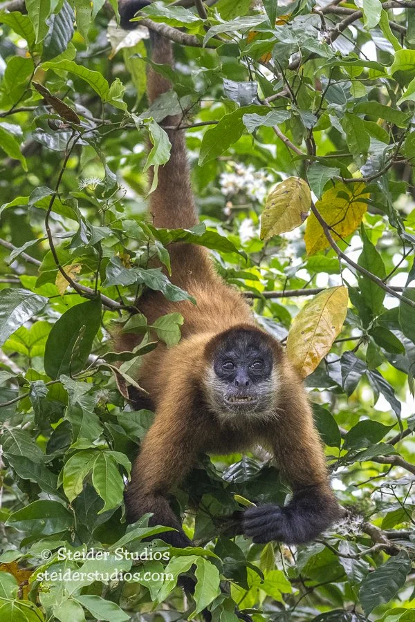 Steider Studios.Spider Monkey.4.12.25.jpg
