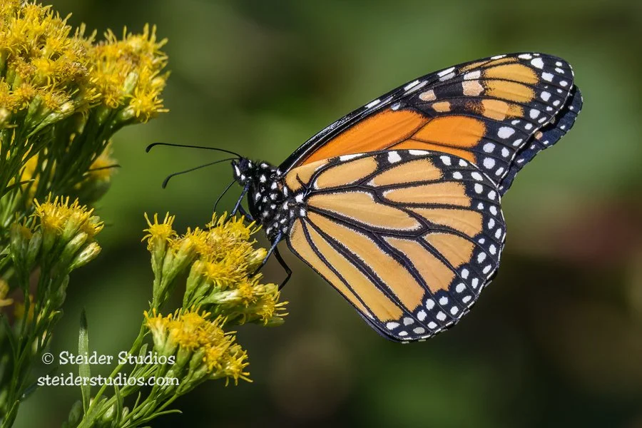 Steider Studios.Monarch.9.11.17-4.jpg