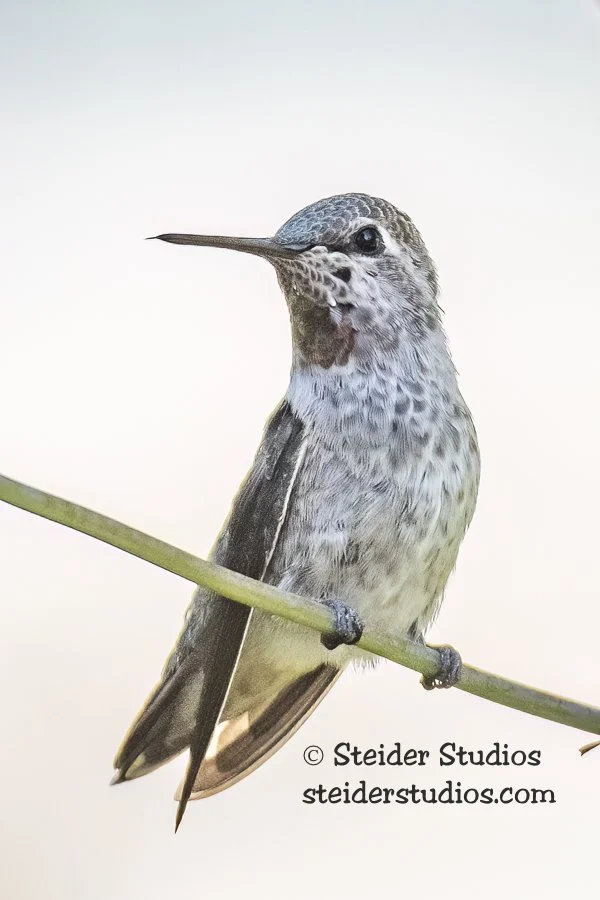 Steider Studios.Anna's Hummingbird.7.22.18-2.jpg