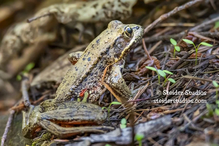 Northern Red-legged Frog at Beacon Rock
