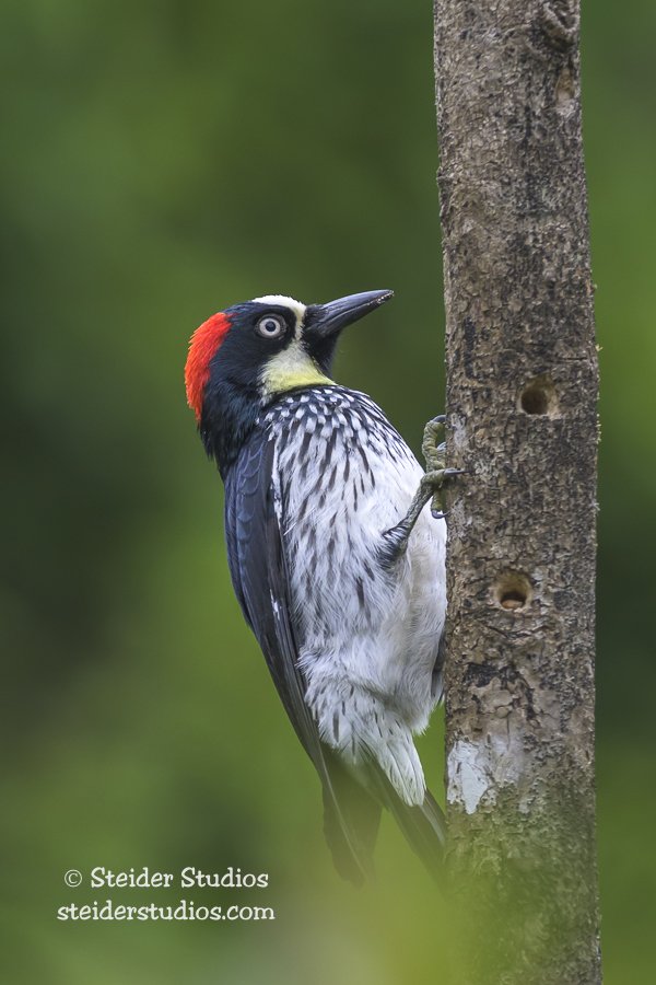 Steider Studios.Acorn Woodpecker.3.31.25.jpg