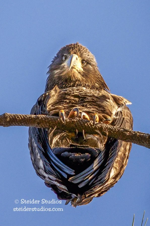Steider Studios.Juv.Eagle.Underneath.1.5.14.jpg