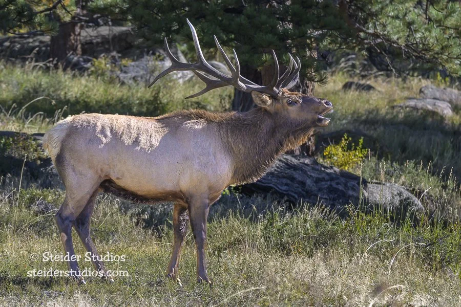 102.Steider Studios.Bugling Elk.9.23.23.jpg