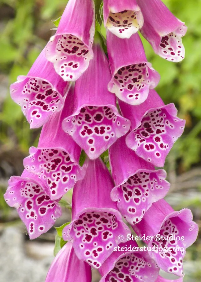 Steider Studios.Foxglove.6.21.12.jpg