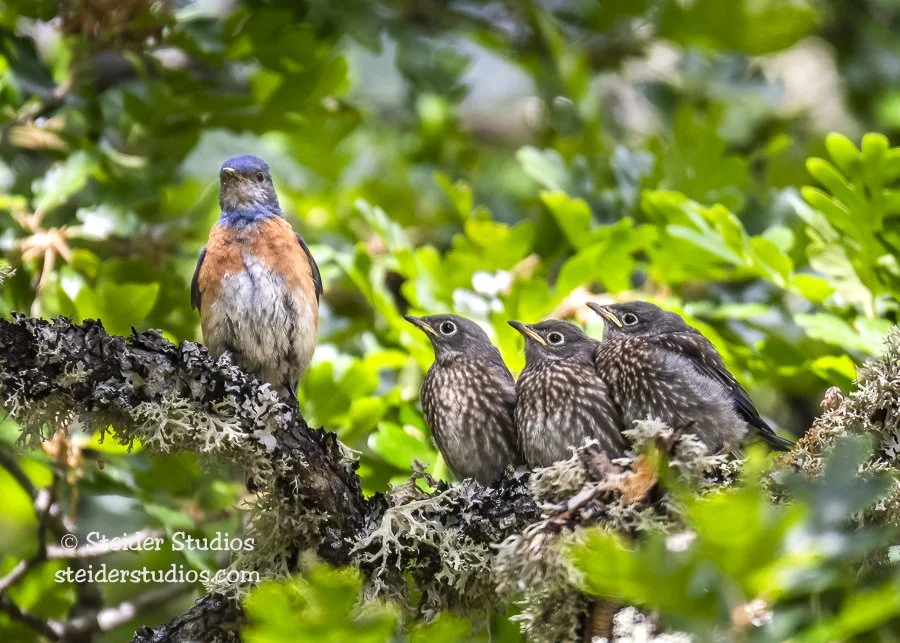 Steider Studios.Western Bluebird Family.6.10.18.jpg
