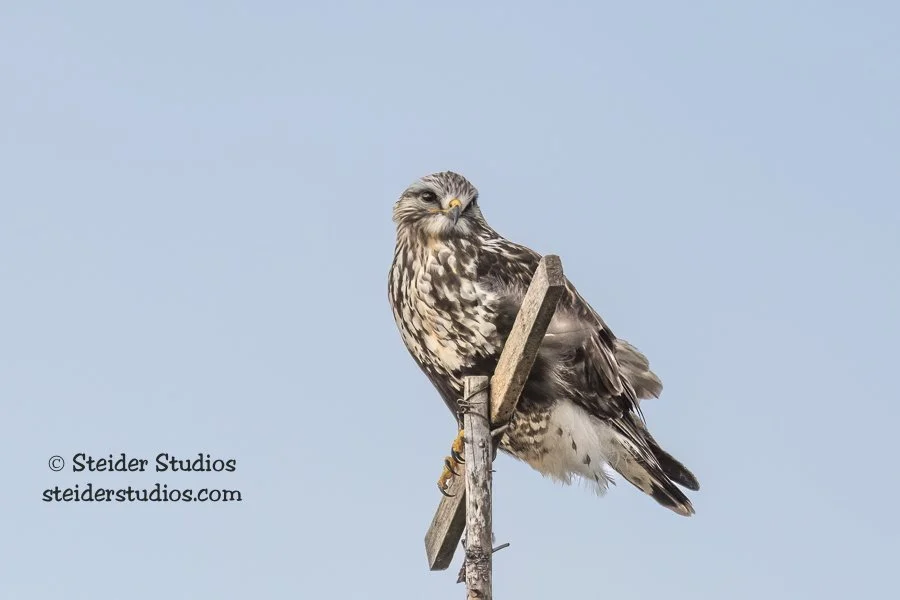 Steider Studios.Rough-legged Hawk.2.14.18.jpg