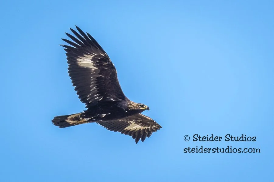 Steider Studios.Golden Eagle.11.8.21.jpg