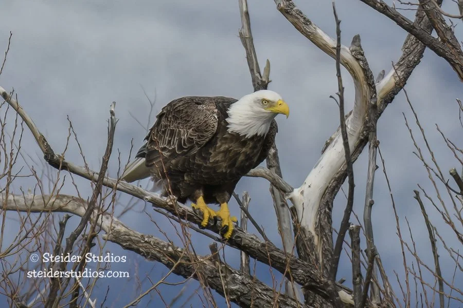 Steider Studios.Bald Eagle in Tree.2.19.17.jpg