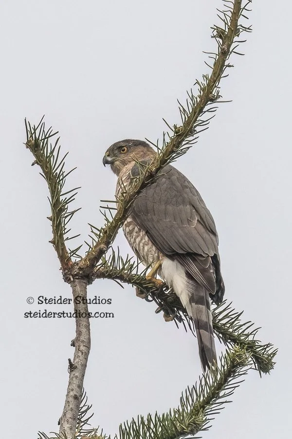 Steider Studios.Cooper’s Hawk.11.9.20.jpg