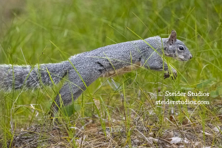 Steider Studios.Western Gray Squirrel.6.15.22.jpg