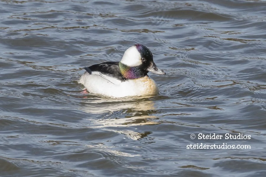 Steider Studios.Bufflehead.3.12.18.jpg