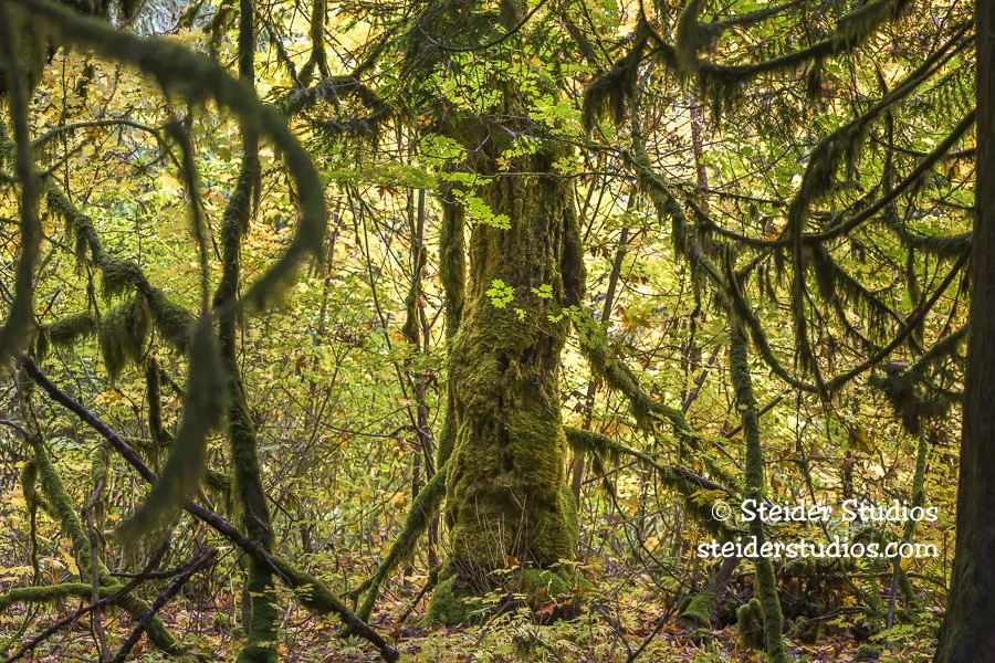 Steider Studios.Old Growth.Lost Crk Trail.10.22.25-2.jpg
