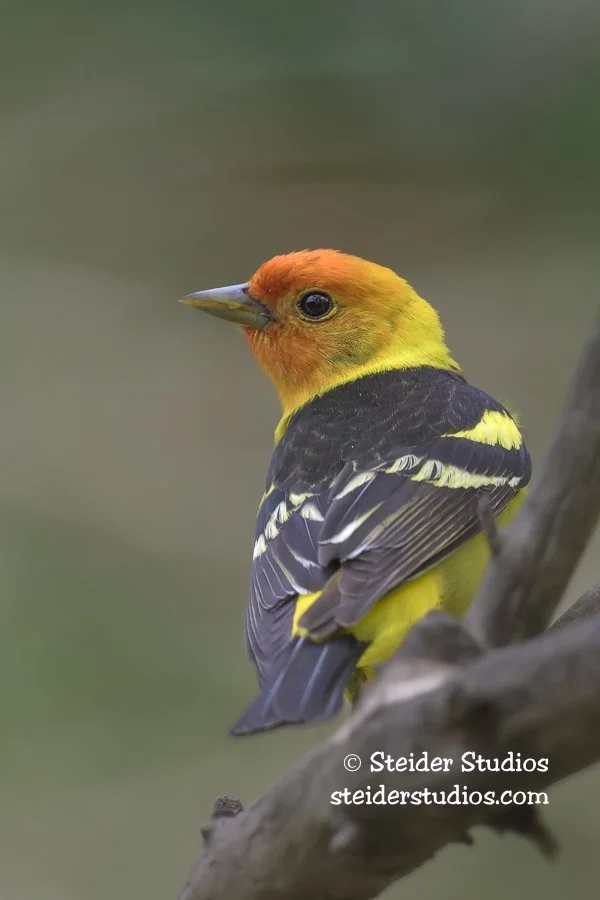 Steider Studios.Western Tanager.5.11.25-2.jpg