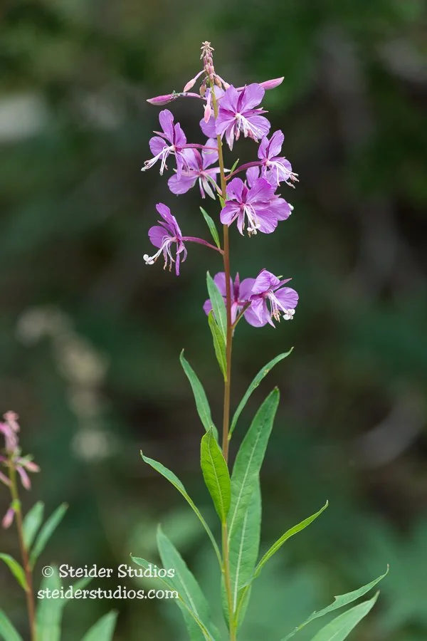 Steider Studios.Fireweed.7.25.15.jpg