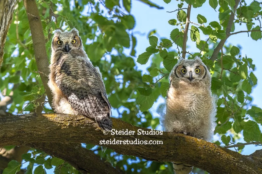 Steider Studios.Great Horned Owlet.6.8.19-2.jpg