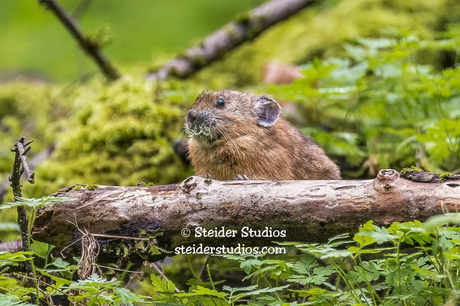 SteiderStudios.12.Pika.9.7.16.jpg