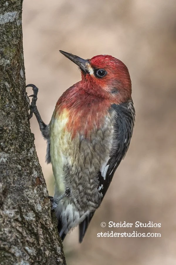 Steider Studios.Red-breasted Sapsucker.11.7.19-2.jpg