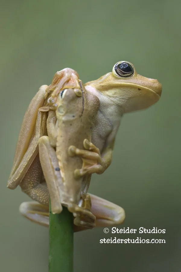 Steider Studios.Gladiator Tree Frog Pair.4.3.25.jpg