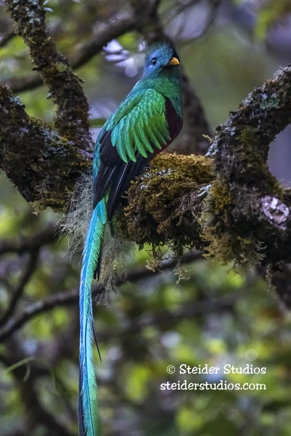 Steider Studios.Resplendent Quetzel.4.1.25-2.jpg