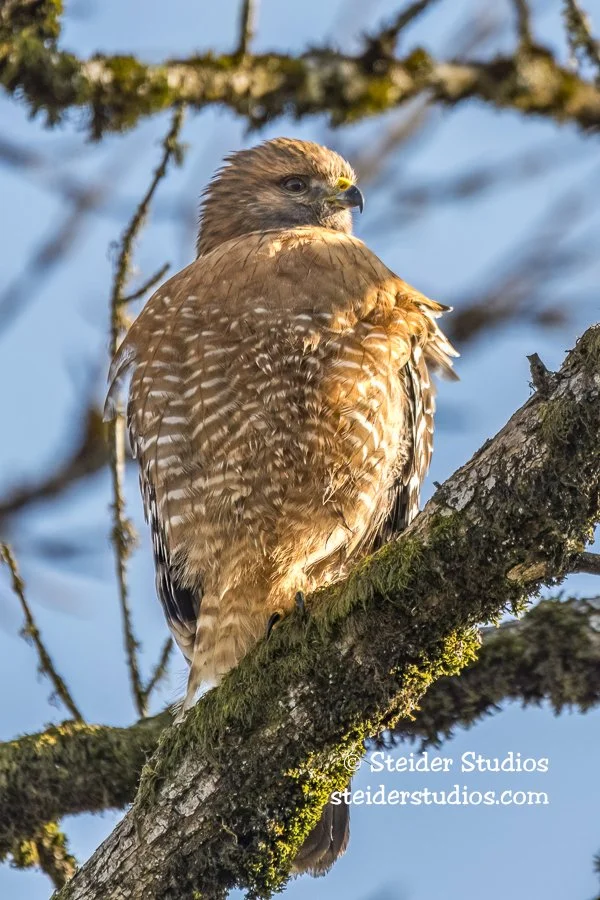 Steider Studios.RSHA.Rdgfld.12.11.17-1.jpg